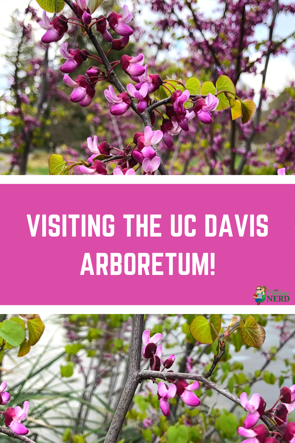 You are currently viewing Visiting the UC Davis Arboretum!