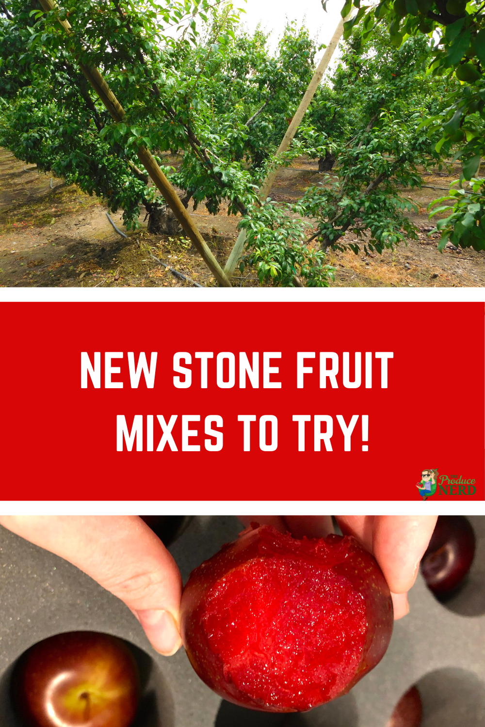 You are currently viewing Two Great New Stone Fruit Cultivars I Tried this Season