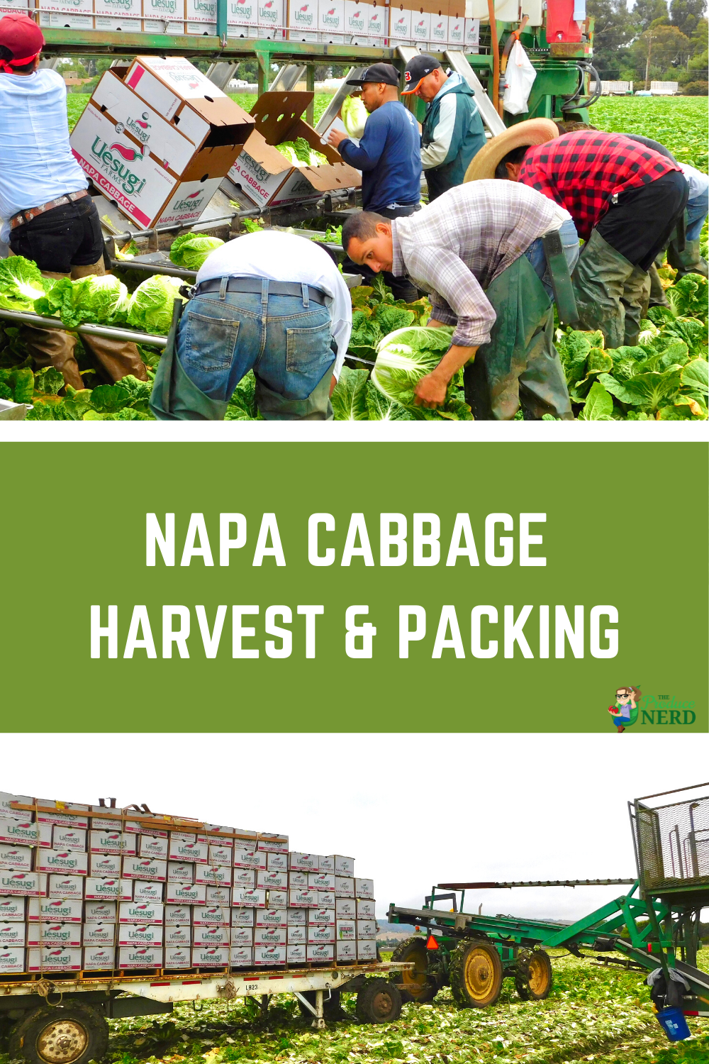 You are currently viewing How Napa Cabbage is Grown, Harvested & Packed