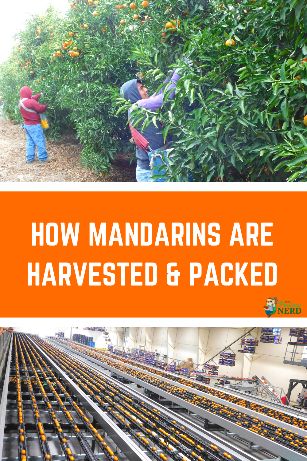 You are currently viewing How Mandarins are Harvested & Packed at Cuties Citrus