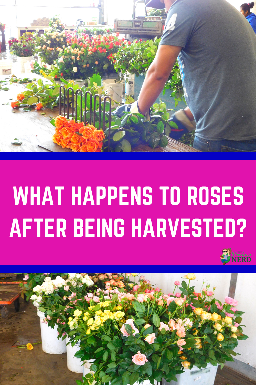 You are currently viewing Postharvest Handling of Cut Flowers: Trimming & Packaging Fresh-Cut Roses