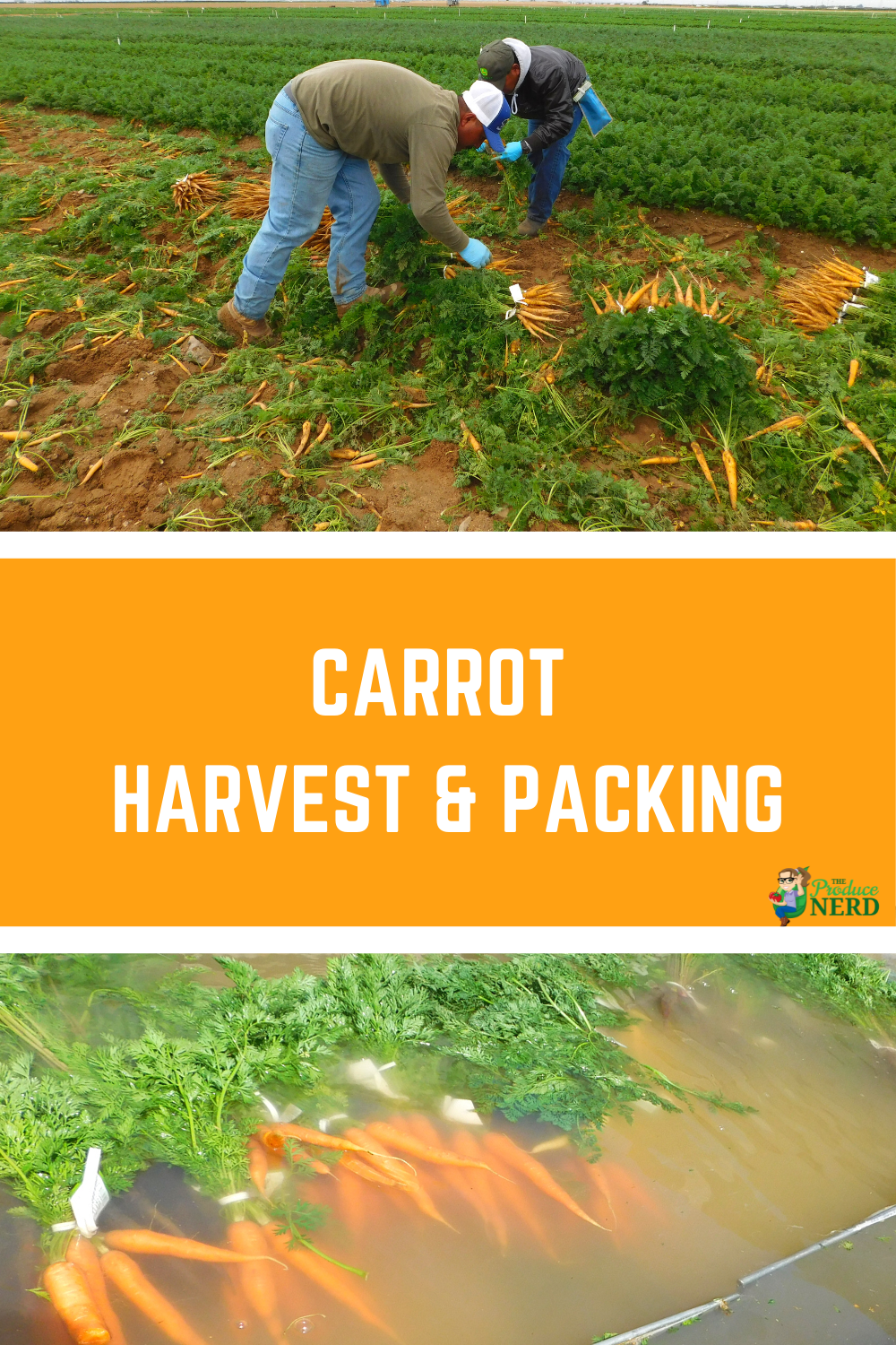 You are currently viewing How are Carrots Harvested & Packed