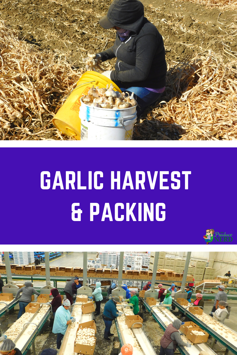 You are currently viewing Garlic Harvest & Packing