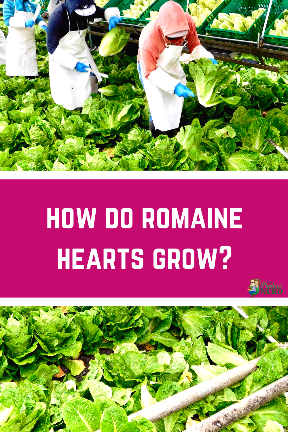 You are currently viewing What are Romaine Hearts & How are They Harvested?
