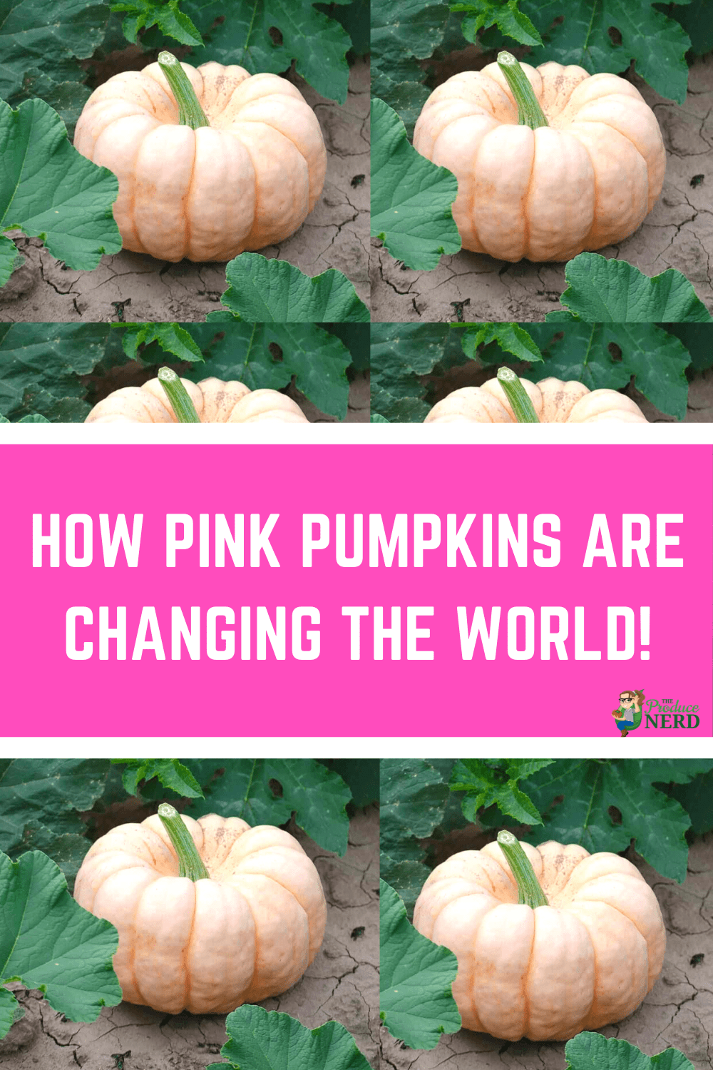 You are currently viewing Pink Pumpkins: Changing the World, One Pumpkin at a Time