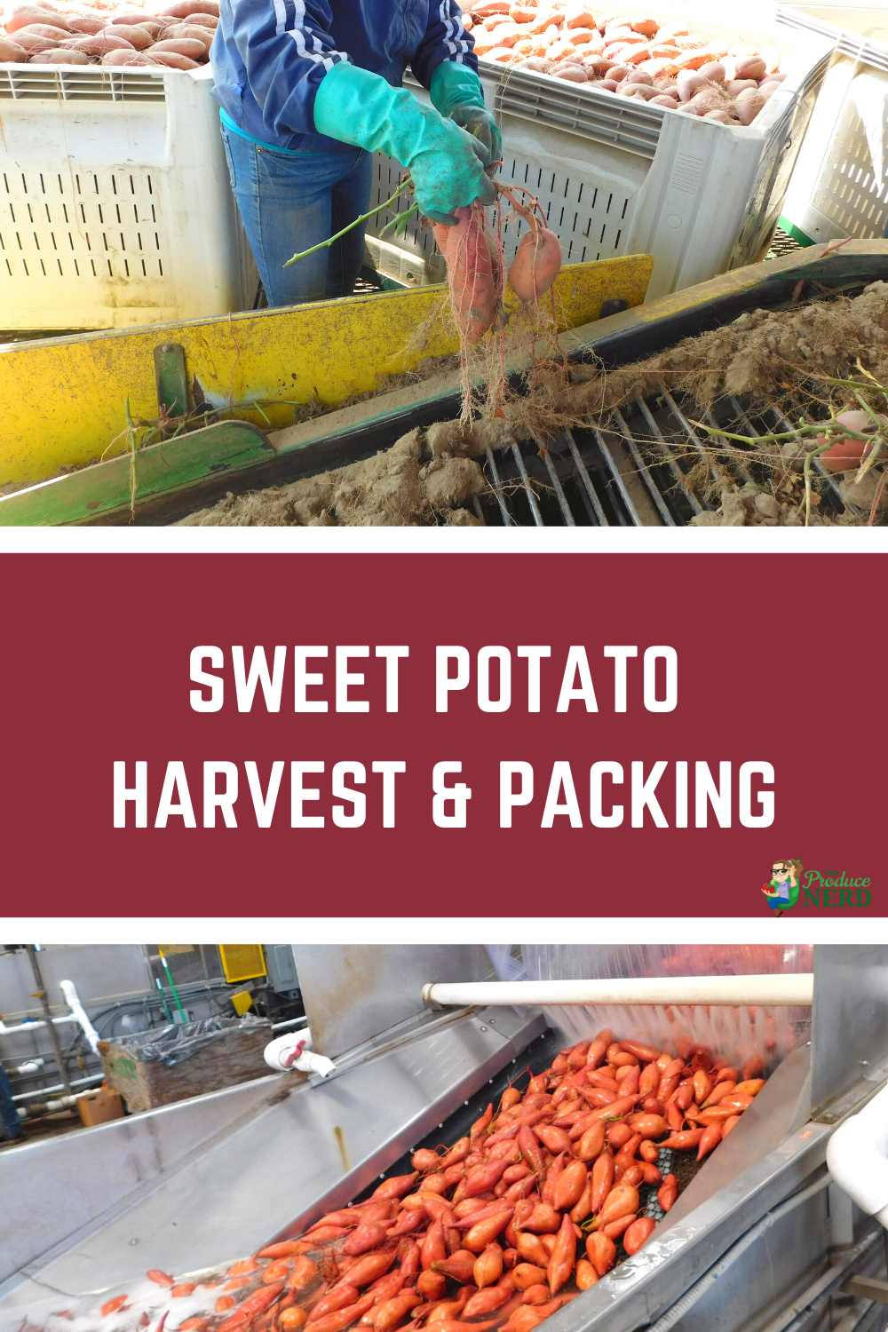 You are currently viewing Sweet Potato Harvest & Packing