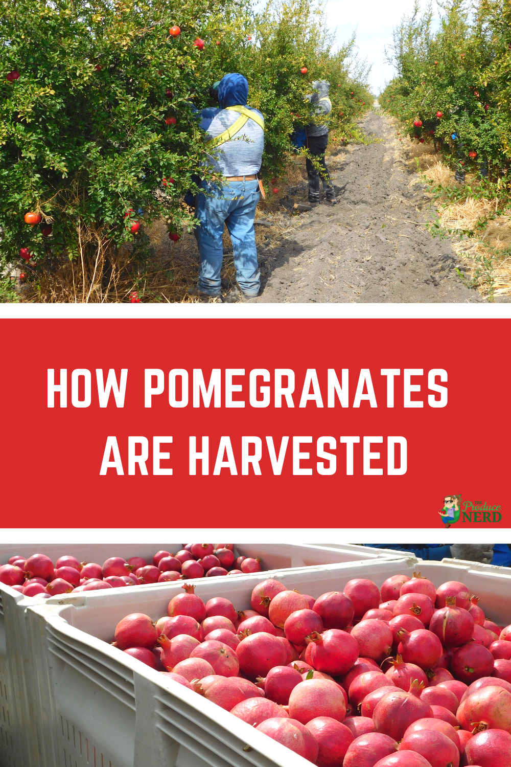 You are currently viewing Pomegranate Harvesting, Flowers & Cultivars