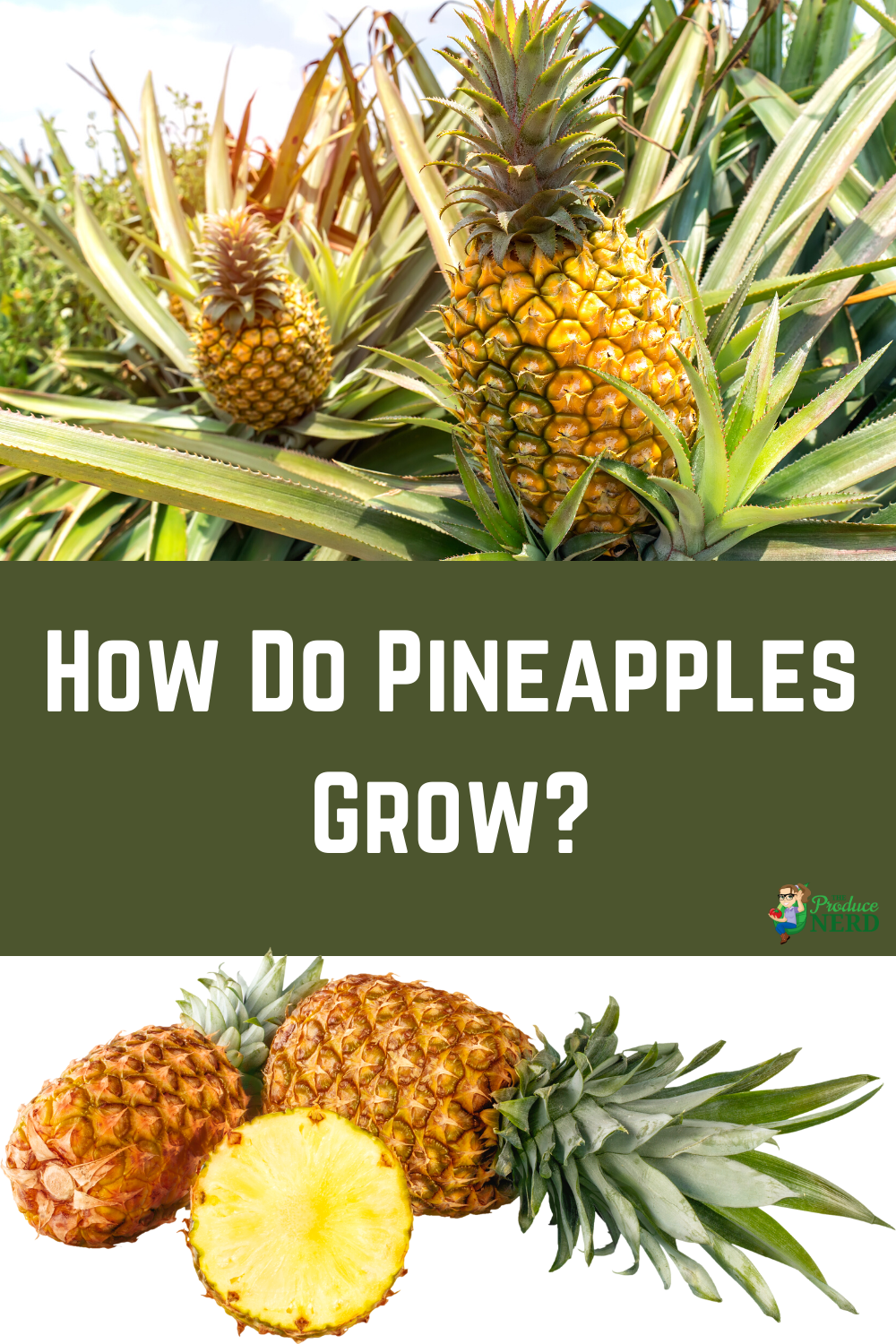 You are currently viewing How Do Pineapples Grow?
