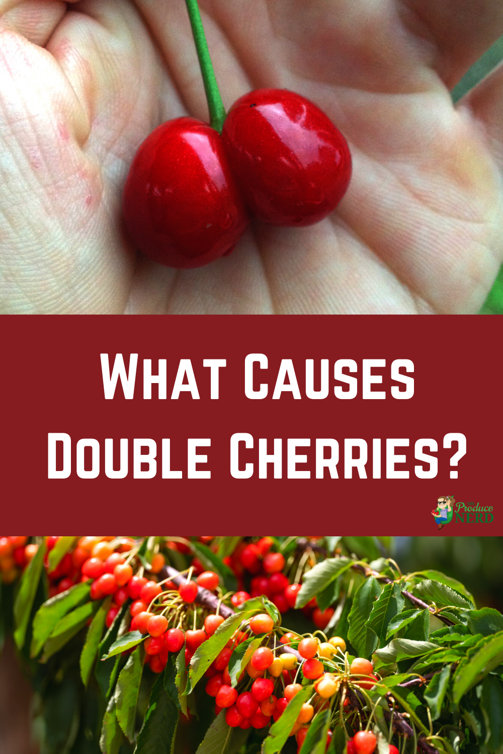You are currently viewing What Causes Double Cherries?