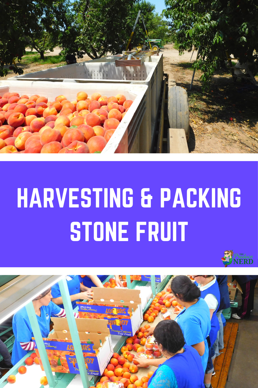 You are currently viewing Harvesting and Packing Stone Fruit