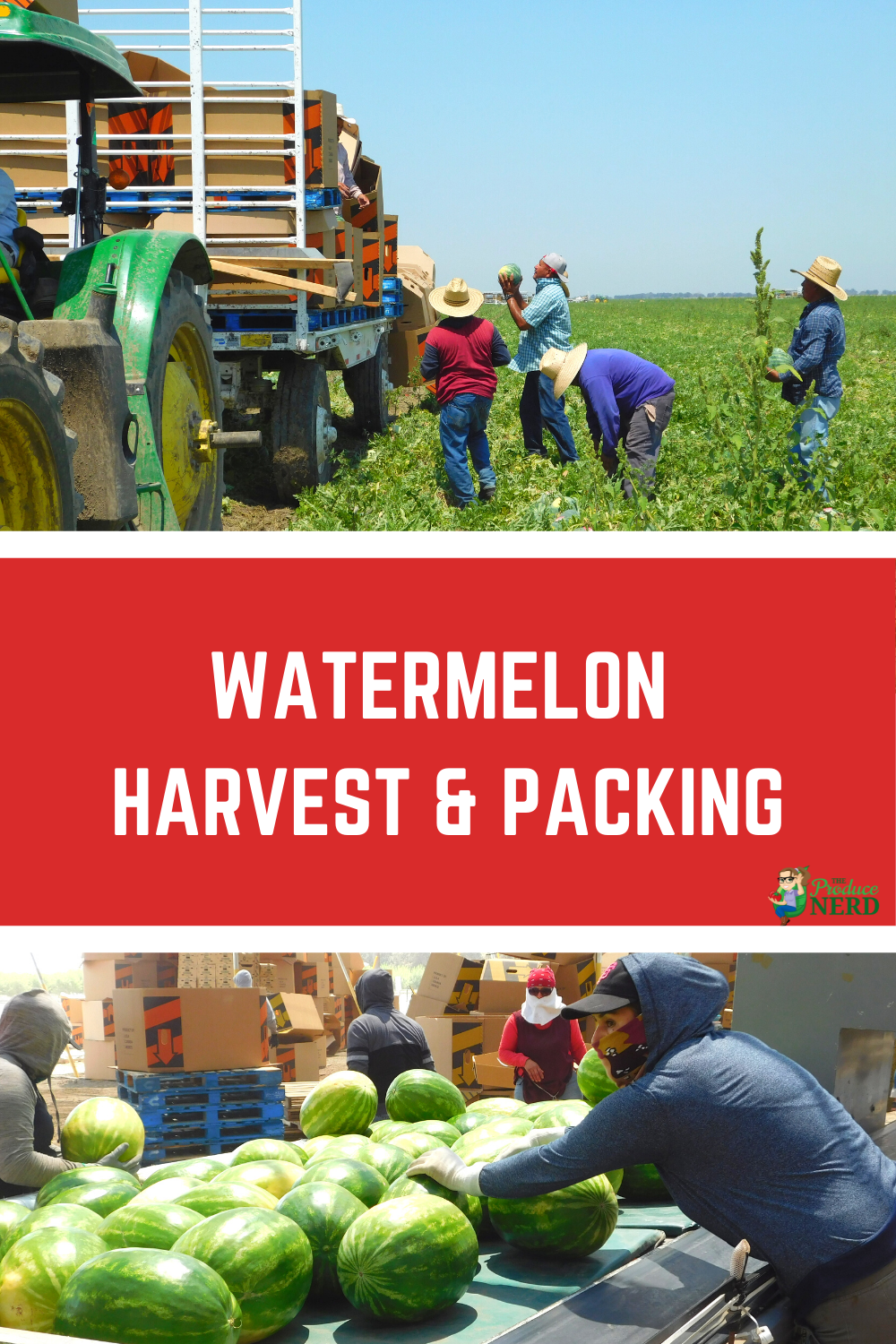 You are currently viewing Watermelon Harvest & Packing in California