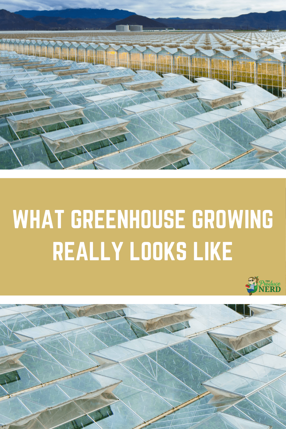 You are currently viewing Greenhouse Growing Tomatoes