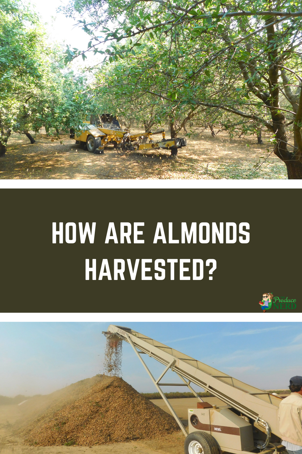 You are currently viewing Almond Harvesting: Shaking, Sweeping, Harvesting & Stock Piling