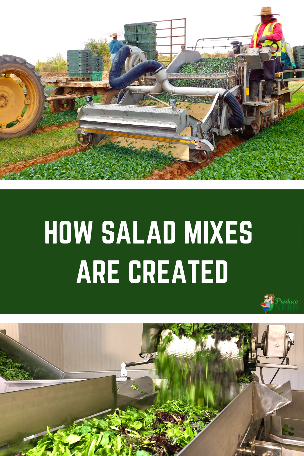 You are currently viewing How Salad Mixes are Created