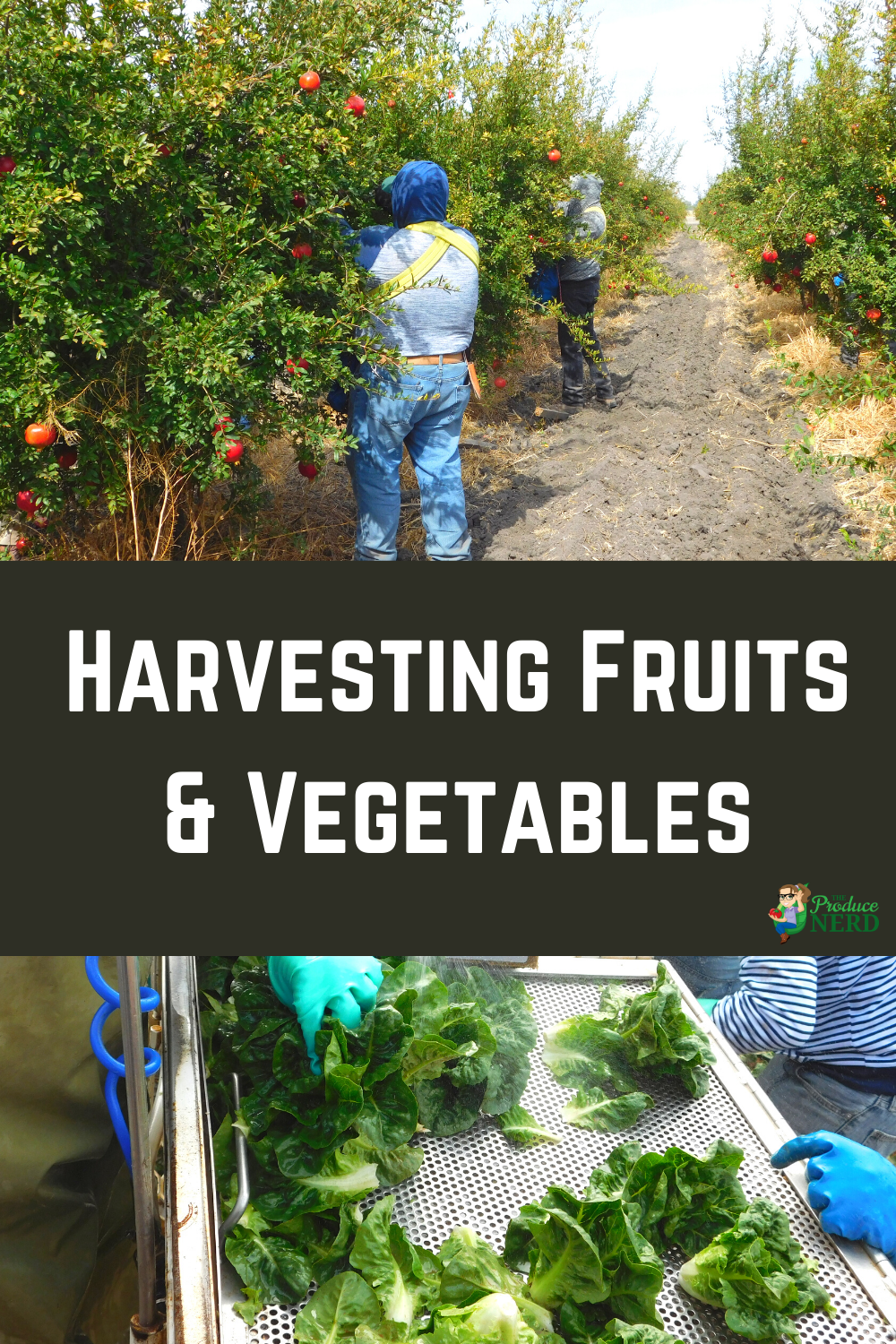 You are currently viewing Harvesting Methods of Fruits and Vegetables