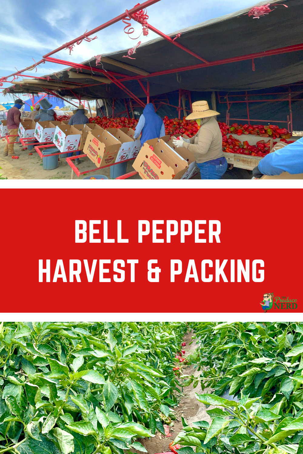 You are currently viewing Bell Pepper Harvest & Packing