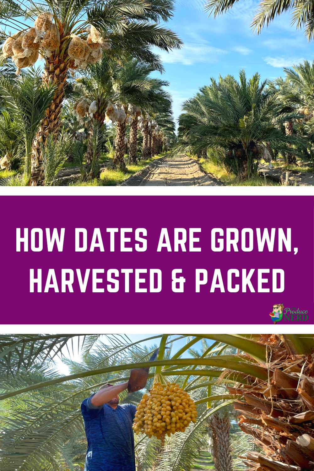 You are currently viewing How Dates are Grown, Harvested & Packed