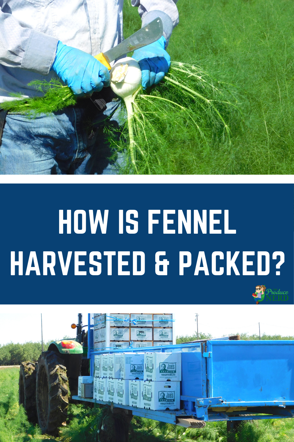 You are currently viewing How is Fennel Harvested & Packed