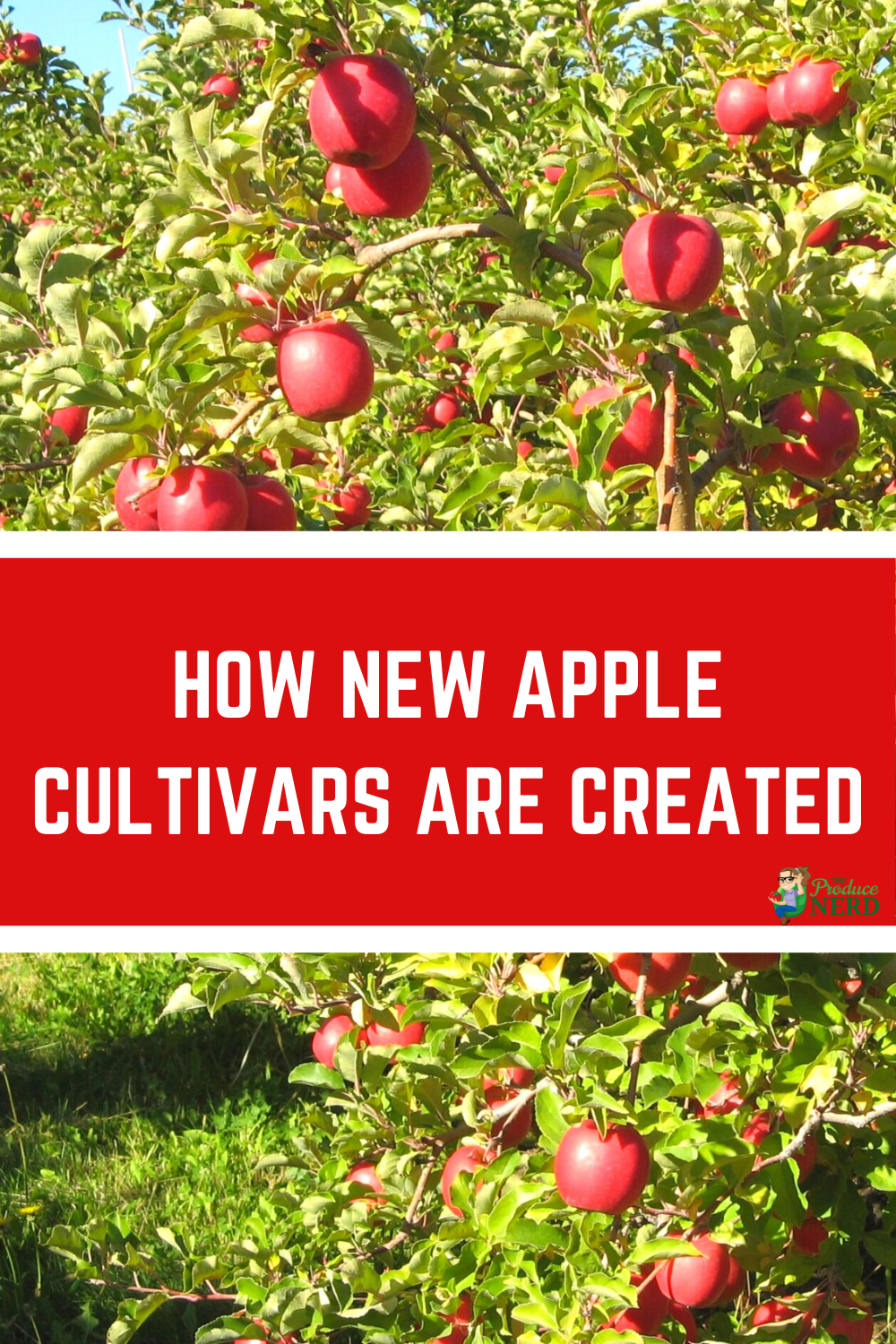 You are currently viewing How New Apple Cultivars Make it to the Market